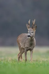 Raamstickers Roebuck - buck (Capreolus capreolus) Roe deer - goat © szczepank