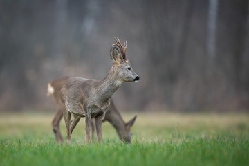 Roebuck - buck (Capreolus capreolus) Roe deer - goat