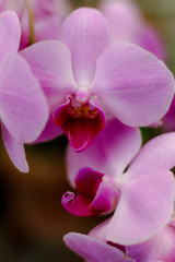 Fototapeta na wymiar Close-up of Pink Orchids in bloom in Cleveland, Ohio