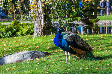 Fototapeta premium London, England, 10 Nov 2019. Bright Colors in Holland Park's Japanese Kyoto Garden. A place of serenity in the busy city of London