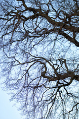Winter bare tree silhouettes of twigs, trunks and branches – looking solitary, snarled and gloomy