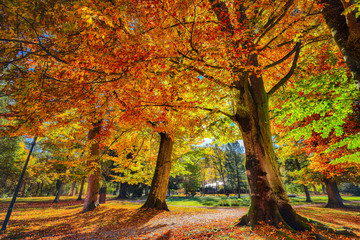 Spectacular autumn view of trees in city park of Sell Am See