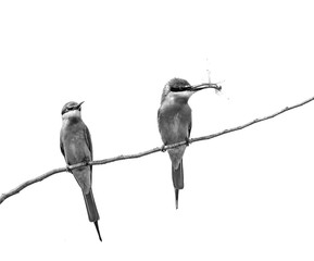 Two Bee-eaters on a twig. Very graphic birds and clean background. Black and white. Sri Lanka. Yala National Park