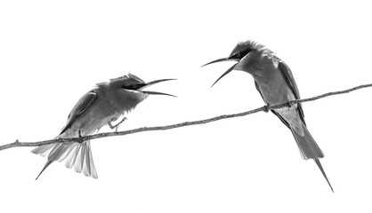 Two Bee-eaters on a twig. Very graphic birds and clean background. Black and white. Sri Lanka. Yala National Park
