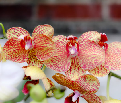 Close -up of red and yellow Orchids in bloom