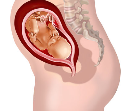 fetus inside womb, medical, anatomical view clip art preview