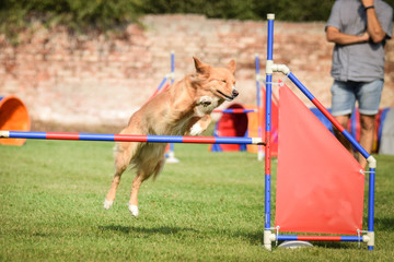 Nova scotia duck tolling retriever is running  agility. Amazing day on czech agility competition in town Ratenice it was competition only for large.
