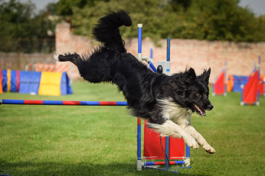 Dog border collie is jumping over the hurdles. Amazing day on czech agility competition.