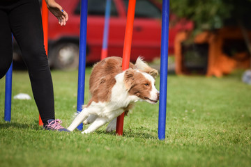 ee-red Border collie is running slalom on czech agility competition slalom.