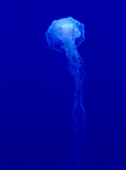 glowing jellyfish on darkblue background