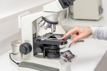 Vet puts a sample under the microscope and examines for pathogenic germs.