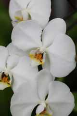 Fototapeta na wymiar Close-up of white Orchids in bloom