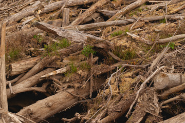 Driftwood