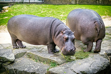 Hippopotamuses in a zoo