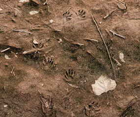 Raccoon Tracks