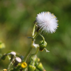 Common groundsel plant ( senecio vulgaris ) macro with ripe seeds in a blowball blossom