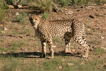 Gepard im Gras stehend
