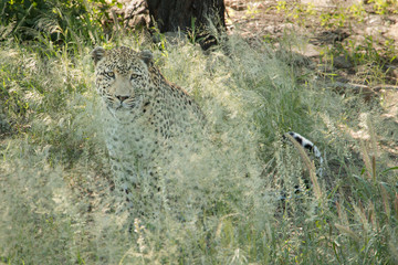 Leopard versteckt sich im hohen Gras