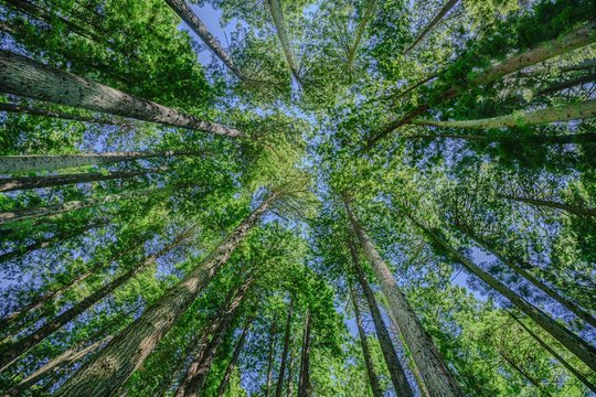 Redwood Treetops Converging