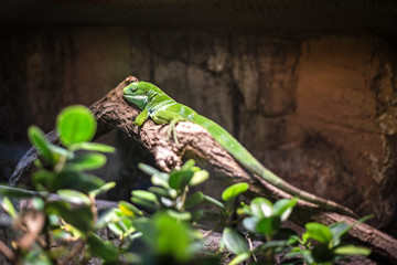 lizard on a tree