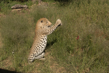 Fototapeta na wymiar Leopard sitzt aufrecht im Gras und fängt mit seinen Pranken ein Stück Fleisch