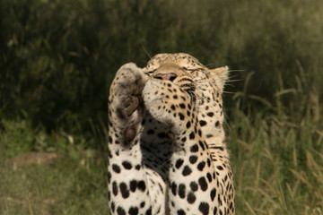 Der betende Leopard
