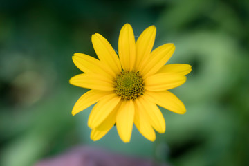 Close up of a yellow daisy in bloom in Cleveland, Ohio