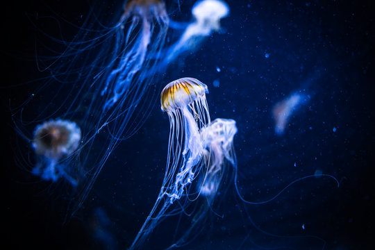 Jellyfishes in dark deep water