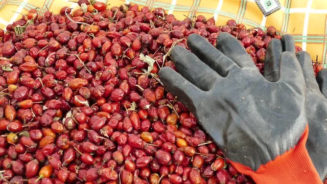rosehip and gloves, to gather rose hips is a very laborious and difficult work,