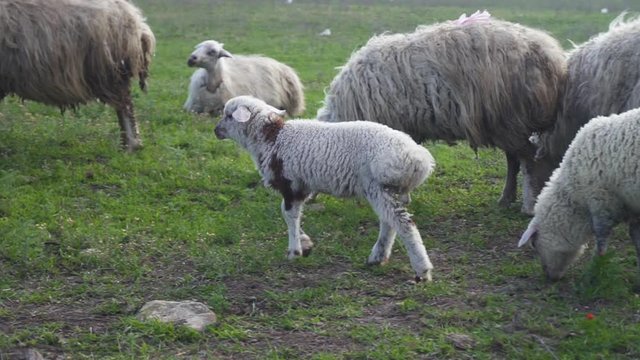 Closeup view of herd of sheep grazing in meadow in countryside on summer day. Adults and little animals eating green grass, walking and looking at camera with curious. Concept: farmland, livestock