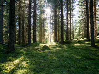 Magical forest scene in norway