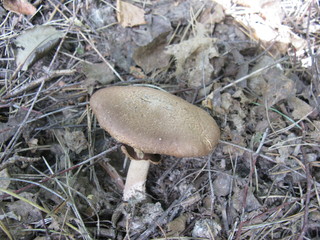 Mushroom