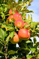 Bio-Äpfel in einer Obstplantage