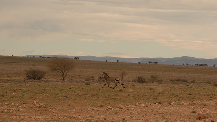Fototapeta na wymiar Zebra trabt durch die Namib-Naukluft 