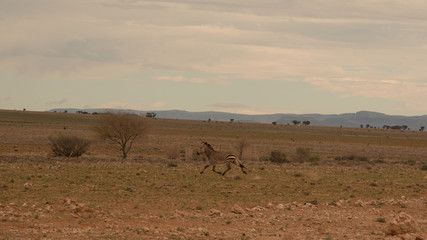 Zebra trabt durch die Namib-Naukluft 