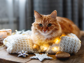 Cute ginger cat is lying on white knitted sweater. Fluffy pet on wooden table with light bulbs and...