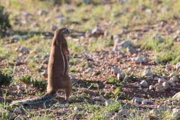 Erdhörnchen in freier Wildbahn in Namibia 
