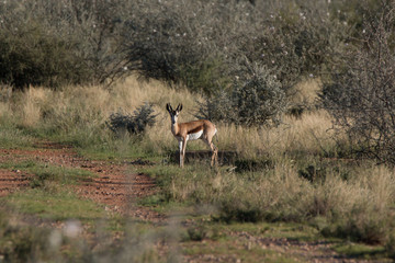 Kleine Antilope