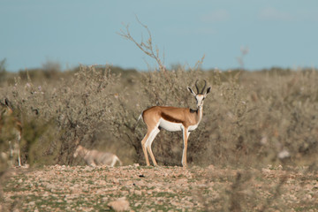 impala in savanna