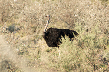 ostrich in the savanna