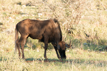 Antilope auf dem Feld