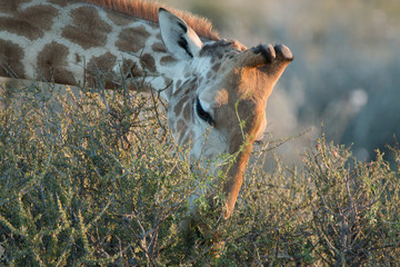 Giraffe zupft an einem Strauch