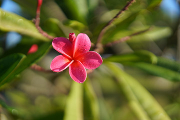 Pink plumeria flower on a branch with green leaves