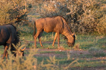 Grasendes Gnu