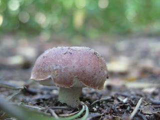 Mushroom