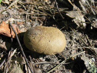 Mushroom