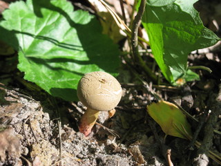 Mushroom