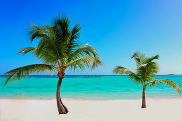 Naklejka na ściany i meble tropical beach with palm trees