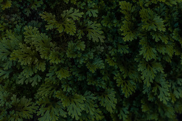 Dark Green Plants Background