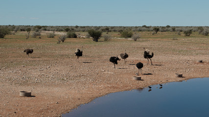 Gruppe Strauße am Wasserloch im Hintergrund die Hardap Savanne 